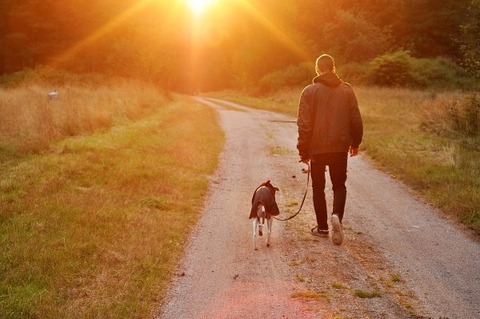 sunset-dog-owner-man-nature-sweden