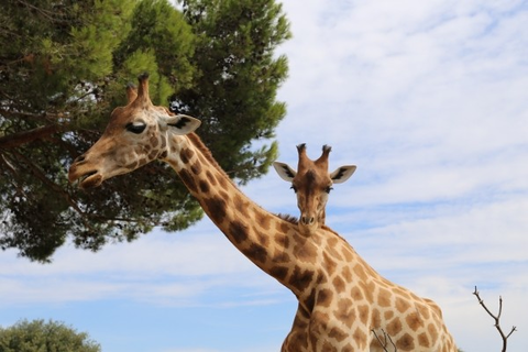 giraffe-zoo-animal-head