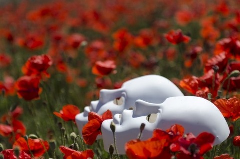 mask-poppies-field-red-nature-poppy-flower