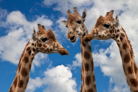 giraffes-entertainment-discussion-height-talk