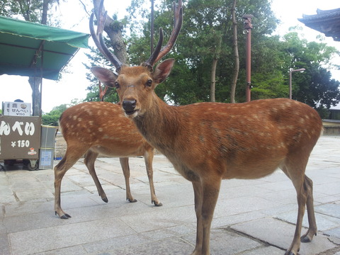 Deer_at_Nara