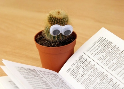 potted-plant-with-artificial-eyes-and-book-on-desk